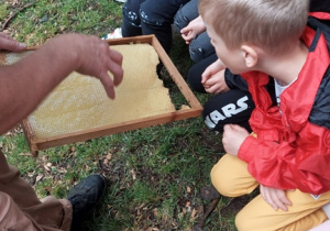 Przedszkolaki oglądają pszczelą ramkę z miodem.